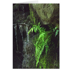 Cartão Samambaia do primavera