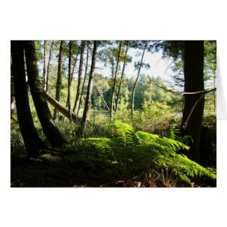 Cartão samambaias no lago farr