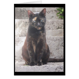 Cartão Samantha, o gato Bush