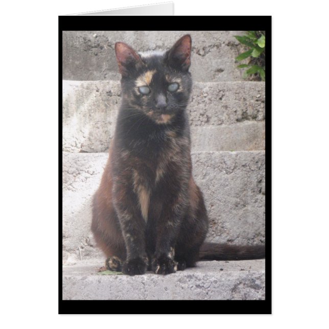 Cartão Samantha, o gato Bush (Frente)