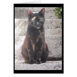 Cartão Samantha o gato de Bush