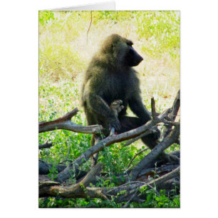 Cartão Samburu Baboon