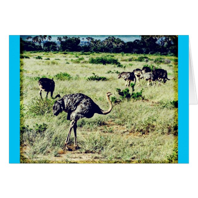 Cartão Samburu Ostriches (Frente Horizontal)