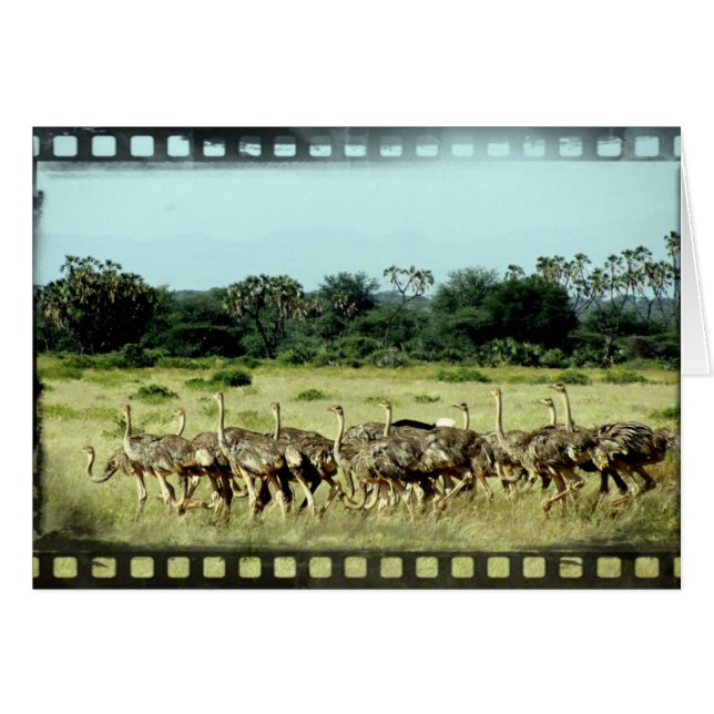 Cartão Samburu Ostrings (Frente Horizontal)