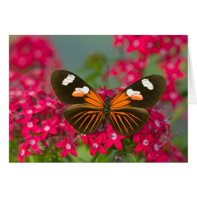 Cartão Sammamish Washington Fotografia da Borboleta no 14 (Frente Horizontal)