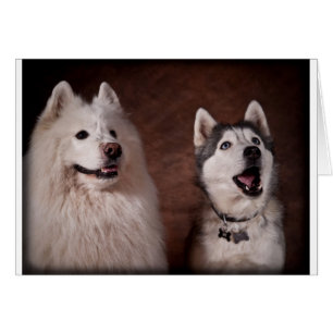 Cartão Samoyed and Husky