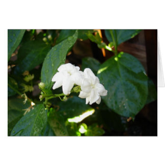 Cartão Sampaguita
