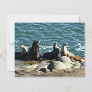 Cartão San Diego Sea Lions