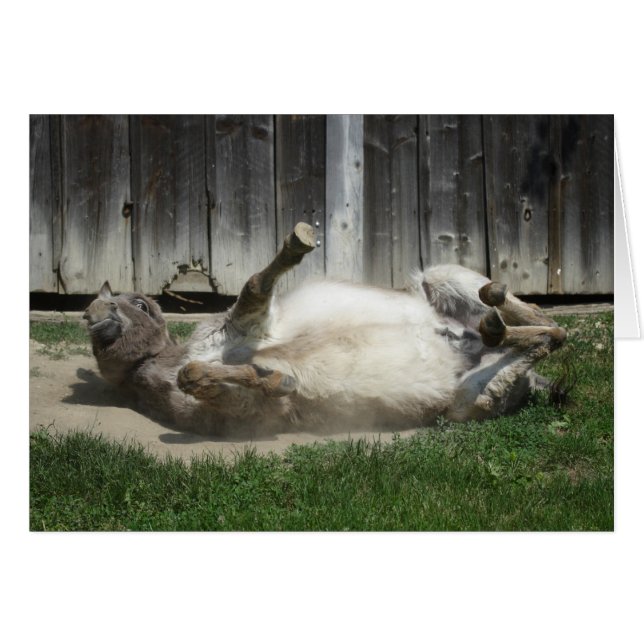 Cartão Sand Bathing Donkey (Frente Horizontal)