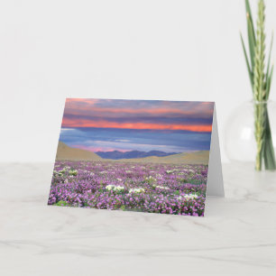 Cartão Sand Verbena & Dune Primrose Wildflower no Sunset