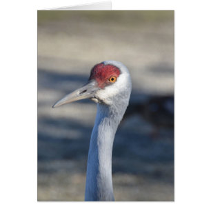 Cartão Sandhill Crane