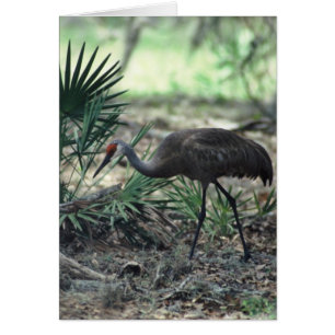Cartão Sandhill Crane