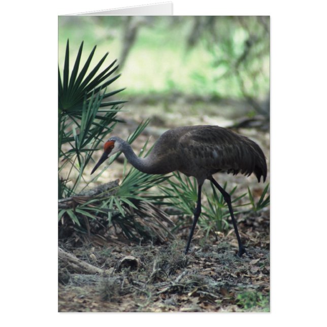 Cartão Sandhill Crane (Frente)