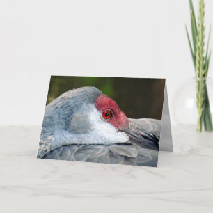 Cartão Sandhill Crane