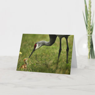 Cartão Sandhill Crane & Baby note card