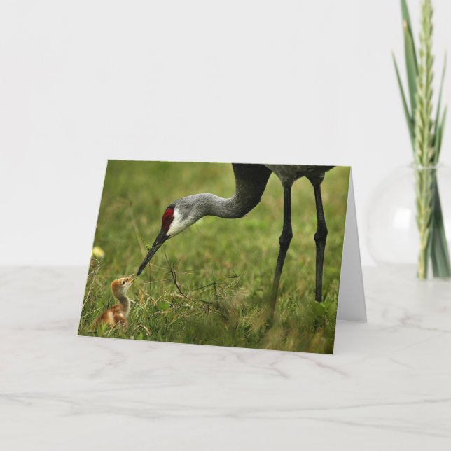 Cartão Sandhill Crane & Baby note card (Frente)