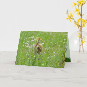 Cartão Sandhill Crane Colt (pintinho) num campo de flores