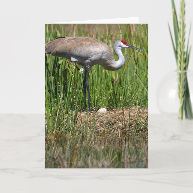 Cartão Sandhill Crane & Egg note card (Frente)