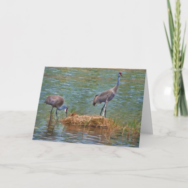 Cartão Sandhill Crane Family Note Card (Frente)