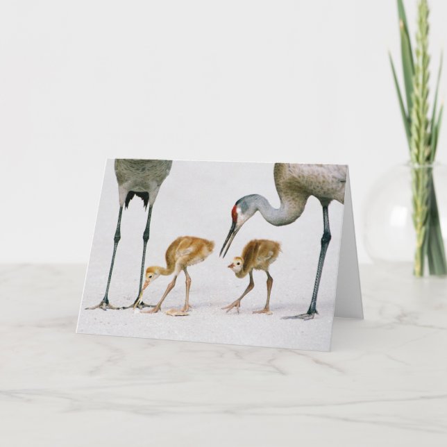 Cartão Sandhill Crane Famiy note card (Frente)