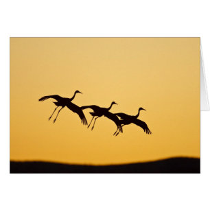 Cartão Sandhill Crane pousa no pôr do sol