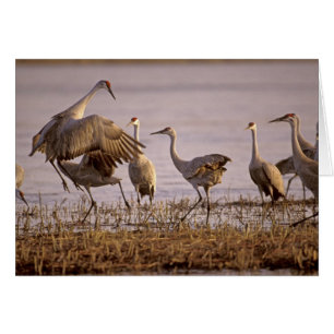Cartão Sandhill Cranes Grus canadensis)
