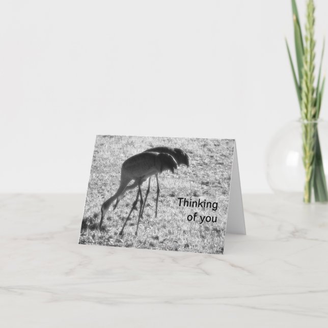 Cartão Sandhill cranes on Thinking of You card (Frente)