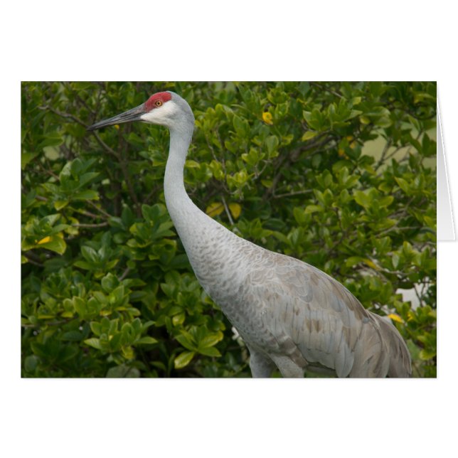 Cartão Sandhill Cranes Photo (Frente Horizontal)