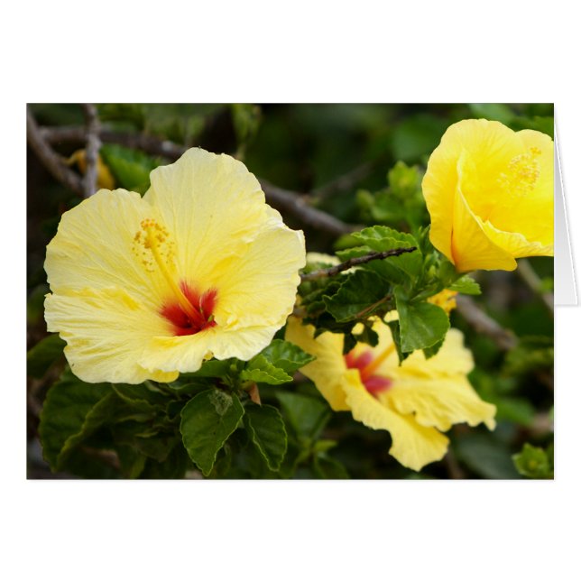 Cartão Sanibel (Frente horizontal)