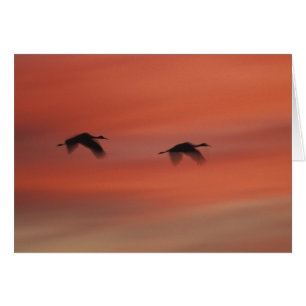 Cartão Santuário de Vida Selvagem Bosque del Apache Nov