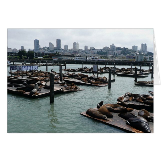 Cartão São Francisco e Pier 39 Sea Lions City Skyline (Frente Horizontal)