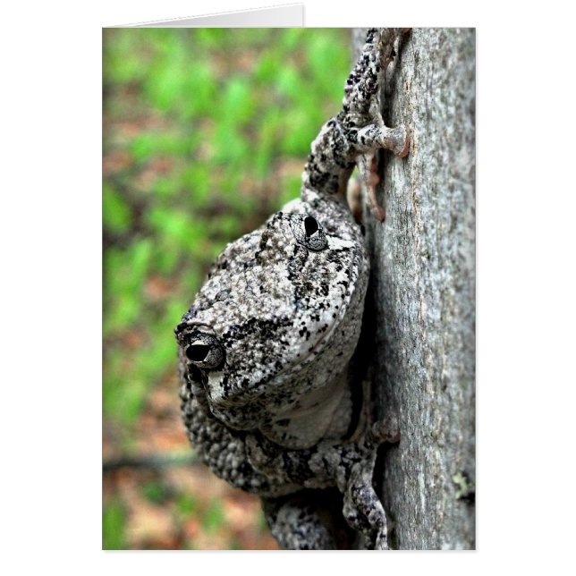 Cartão Sapo de árvore (Frente)