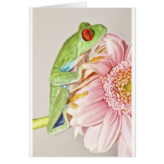 Cartão Sapo de árvore de Red Eye (Frente)