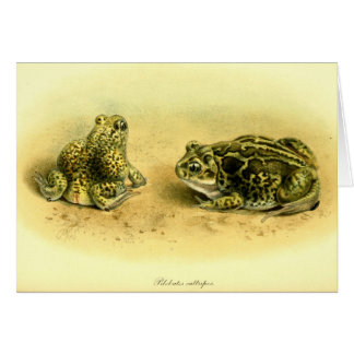Cartão Sapo de Spadefoot científico da ilustração do