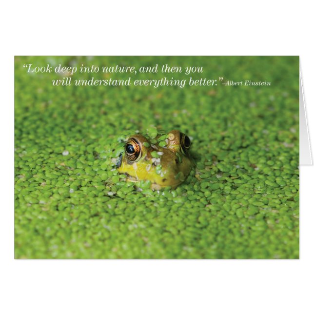 Cartão Sapo em algas verdes (Frente horizontal)