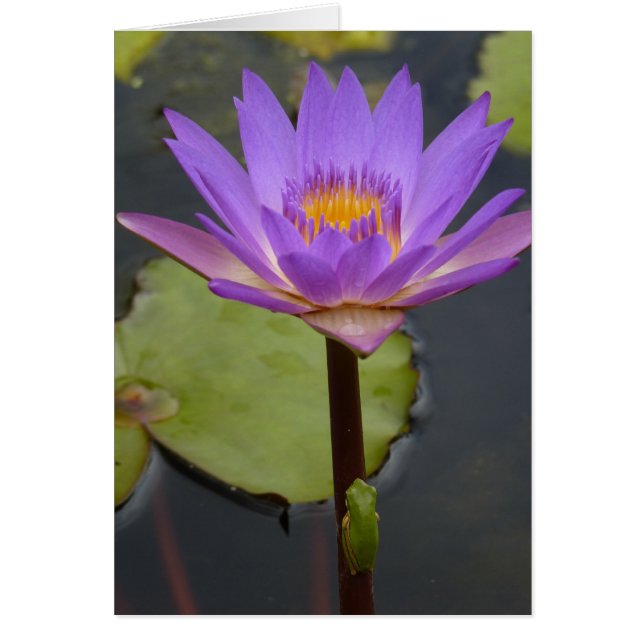 Cartão sapo em um lírio (Frente)