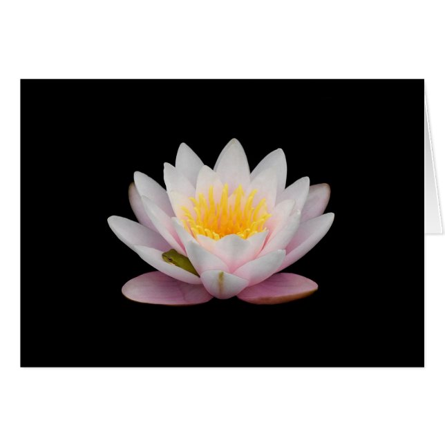 Cartão Sapo em uma Lily (Frente Horizontal)