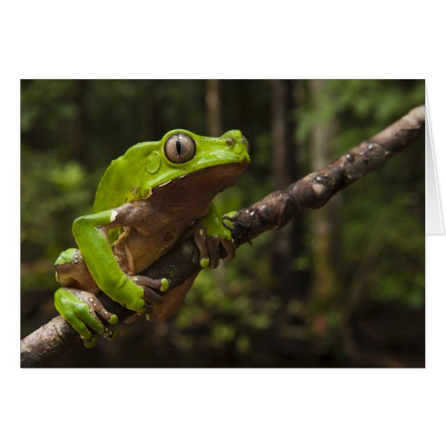 Cartão Sapo gigante Phyllomedusa bicolor) (Frente Horizontal)