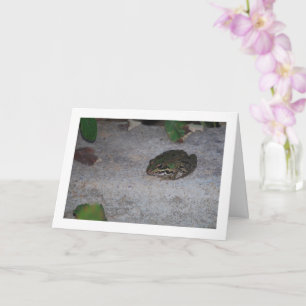 Cartão Sapo ibérico