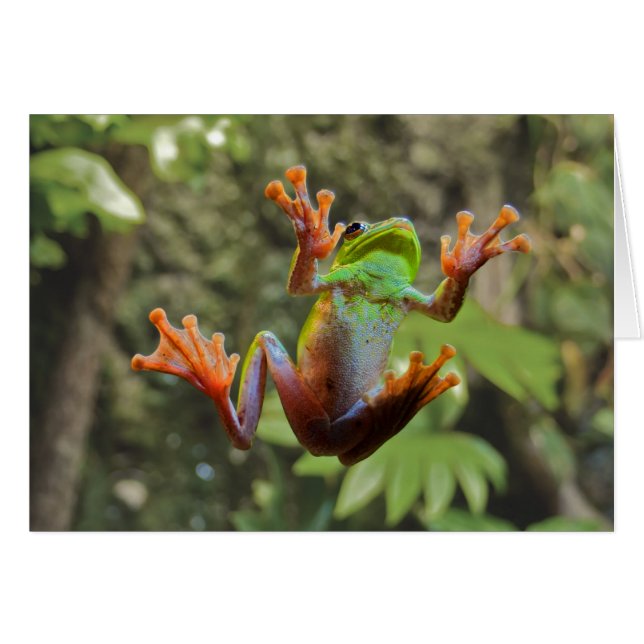 Cartão Sapo no vidro (Frente Horizontal)