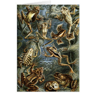 Cartão Sapos e rãs antigos Batrachia por Ernst Haeckel