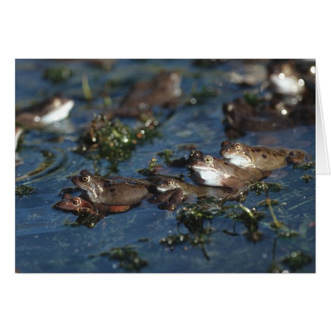 Cartão Sapos engraçados (Frente Horizontal)