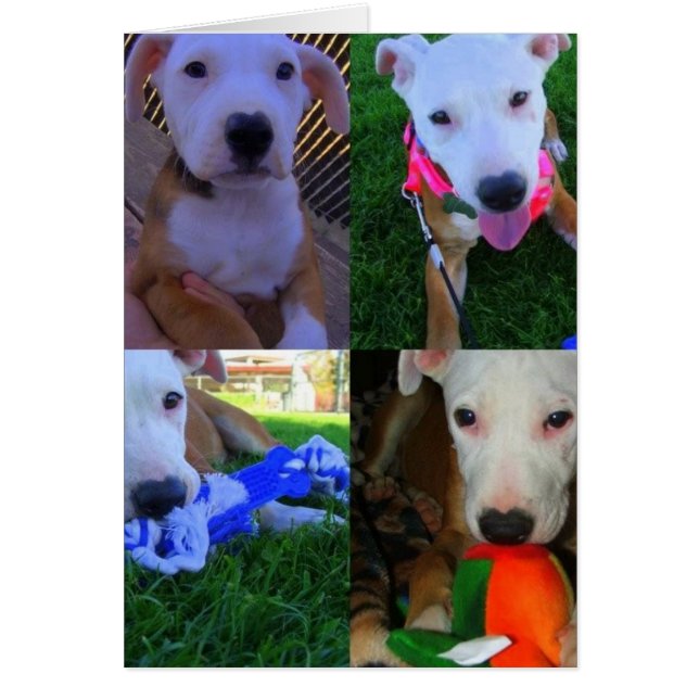 Cartão Sasha (Frente)