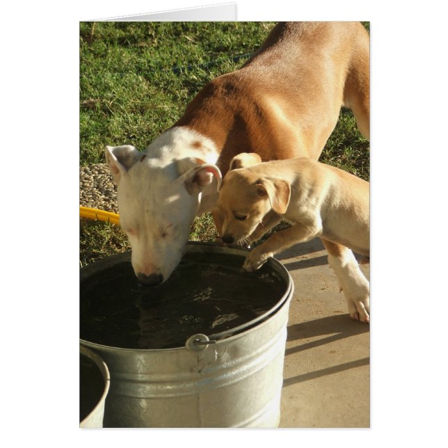 Cartão Sasha & Louie (Frente)