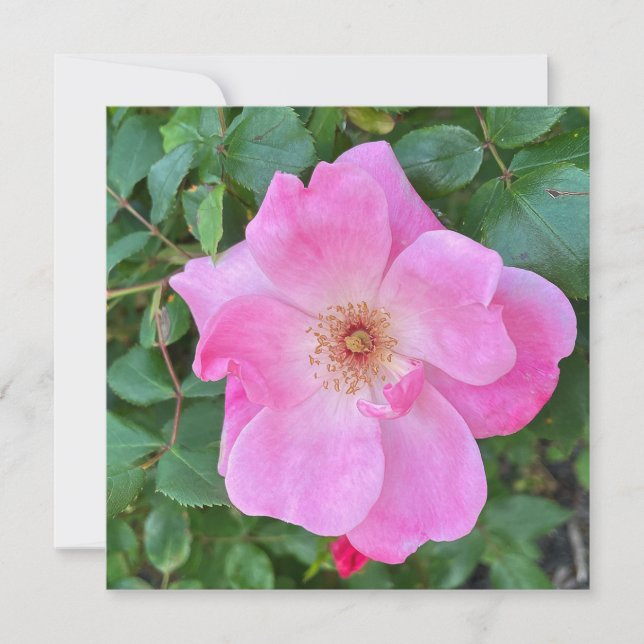 Cartão Saudação de Aniversário da Flor Rosa Rosa Rosa Sen (Frente)