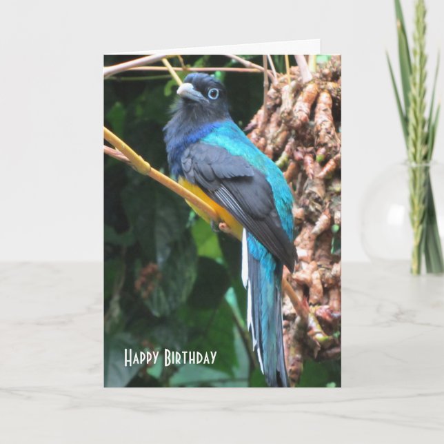 Cartão Saudação de aniversário de pássaro azul com cauda  (Frente)