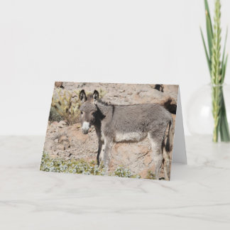 Cartão Saudação de Burro Selvagem