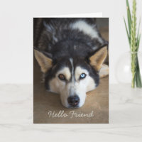 Saudação Personalizada do Cachorro do Amigo Rouco