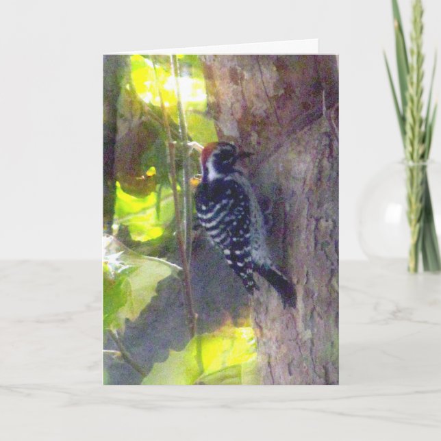 Cartão - Saudação - Pica-Pau (Frente)