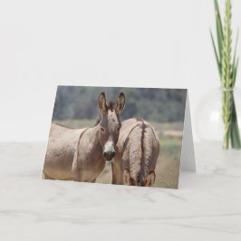 Cartão Saudações de Burros Selvagens